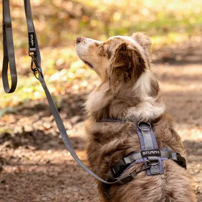 STUCH - Harnais pour chien - Harnais en nylon ajustable - Rembourré STUCH - Harnais pour chien - Harnais en nylon ajustable - Rembourré