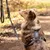 STUCH - Harnais pour chien - Harnais en nylon ajustable - Rembourré STUCH - Harnais pour chien - Harnais en nylon ajustable - Rembourré