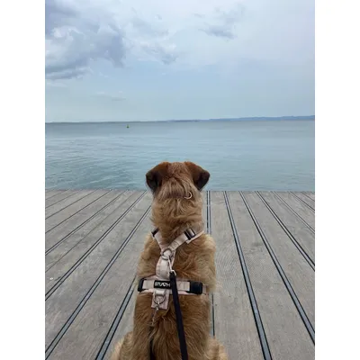STUCH - Harnais pour chien - Harnais en nylon ajustable - Rembourré STUCH - Harnais pour chien - Harnais en nylon ajustable - Rembourré