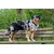 STUCH - Harnais pour chien - Harnais en nylon ajustable - Rembourré STUCH - Harnais pour chien - Harnais en nylon ajustable - Rembourré