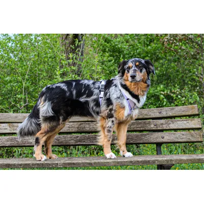 STUCH - Harnais pour chien - Harnais en nylon ajustable - Rembourré STUCH - Harnais pour chien - Harnais en nylon ajustable - Rembourré