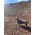 STUCH - Harnais pour chien - Harnais en nylon ajustable - Rembourré STUCH - Harnais pour chien - Harnais en nylon ajustable - Rembourré