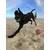 STUCH - Harnais pour chien - Harnais en nylon ajustable - Rembourré STUCH - Harnais pour chien - Harnais en nylon ajustable - Rembourré