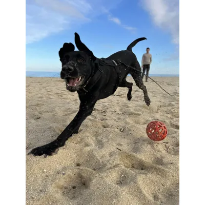STUCH - Harnais pour chien - Harnais en nylon ajustable - Rembourré STUCH - Harnais pour chien - Harnais en nylon ajustable - Rembourré