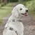 STUCH - Harnais pour chien - Harnais en nylon ajustable - Rembourré STUCH - Harnais pour chien - Harnais en nylon ajustable - Rembourré