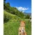 STUCH - Harnais pour chien - Harnais en nylon ajustable - Rembourré STUCH - Harnais pour chien - Harnais en nylon ajustable - Rembourré