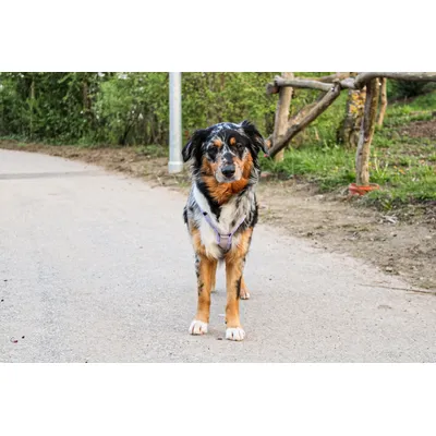 STUCH - Harnais pour chien - Harnais en nylon ajustable - Rembourré STUCH - Harnais pour chien - Harnais en nylon ajustable - Rembourré