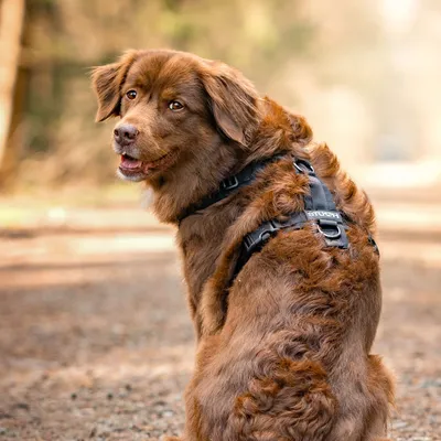 STUCH - Harnais pour chien - Harnais en nylon ajustable - Rembourré STUCH - Harnais pour chien - Harnais en nylon ajustable - Rembourré