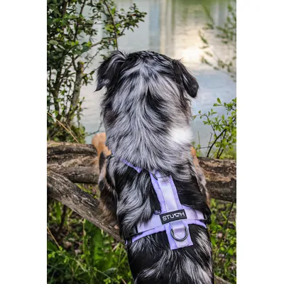 STUCH - Harnais pour chien - Harnais en nylon ajustable - Rembourré STUCH - Harnais pour chien - Harnais en nylon ajustable - Rembourré