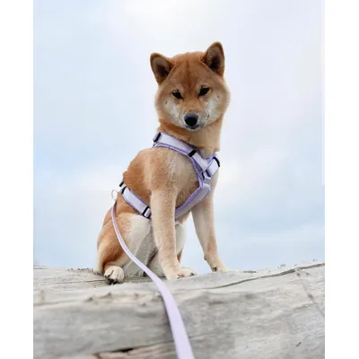 STUCH - Harnais pour chien - Harnais en nylon ajustable - Rembourré STUCH - Harnais pour chien - Harnais en nylon ajustable - Rembourré