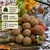 KLASEBO Boules de graisse Premium aux insectes en filet KLASEBO Boules de graisse Premium aux insectes en filet