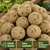KLASEBO Premium Meisenknödel mit Insekten ohne Netz, Großpackung KLASEBO Premium Meisenknödel mit Insekten ohne Netz, Großpackung