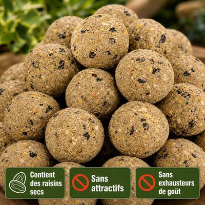 KLASEBO Boules de graisse Premium aux insectes sans filet, grand format