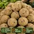 KLASEBO Boules de graisse Premium aux insectes sans filet, grand format KLASEBO Boules de graisse Premium aux insectes sans filet, grand format