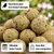 KLASEBO Boules de graisse Premium aux insectes sans filet KLASEBO Boules de graisse Premium aux insectes sans filet
