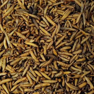 KLASEBO Larves de mouche soldat entières séchées KLASEBO Larves de mouche soldat entières séchées
