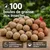 KLASEBO Boules de graisse Premium aux insectes en filet pour le jardin KLASEBO Boules de graisse Premium aux insectes en filet pour le jardin