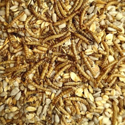 KLASEBO Mélange Deluxe sans coques aux vers de farine pour oiseaux