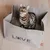 Canadian Cat Company Katzenbett WINNIPEG aus waschbarem Papier Canadian Cat Company Katzenbett WINNIPEG aus waschbarem Papier
