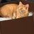 Canadian Cat Company Katzenbett Filzlounge AVA Gr. M Canadian Cat Company Katzenbett Filzlounge AVA Gr. M