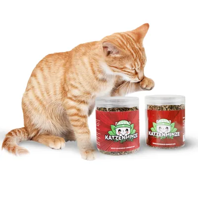 Canadian Cat Company Katzenminze Frischedose 60g Canadian Cat Company Katzenminze Frischedose 60g
