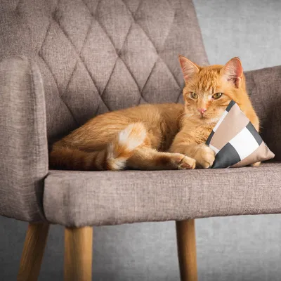 Canadian Cat Company Schmusekissen Pyramide XL mit Baldrian Canadian Cat Company Schmusekissen Pyramide XL mit Baldrian