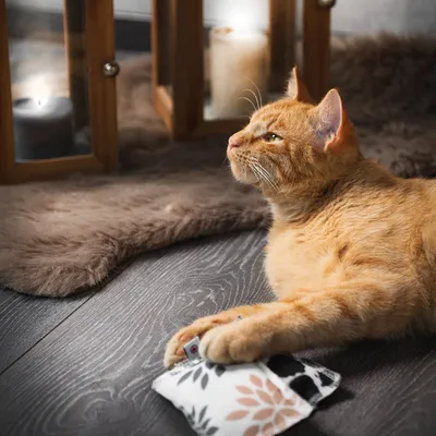 Canadian Cat Company Spielkissen mit Katzenminze Canadian Cat Company Spielkissen mit Katzenminze