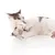Canadian Cat Company 10er-Pack Schmusekissen mit Katzenminze Canadian Cat Company 10er-Pack Schmusekissen mit Katzenminze