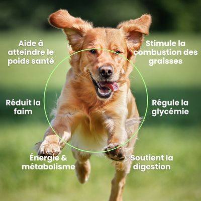 BESTI | Perte de Poids | Compléments Alimentaires Vétérinaires pour Chiens