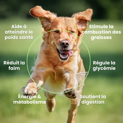BESTI | Perte de Poids | Compléments Alimentaires Vétérinaires pour Chiens BESTI | Perte de Poids | Compléments Alimentaires Vétérinaires pour Chiens