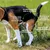 BESTI | Digestion | Compléments Alimentaires Vétérinaires pour Chiens BESTI | Digestion | Compléments Alimentaires Vétérinaires pour Chiens