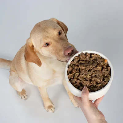 Vutter! Nassfutter wie Ente Vutter! Nassfutter wie Ente