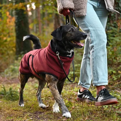 THE DOG IDEA Hundepullover Bordeaux