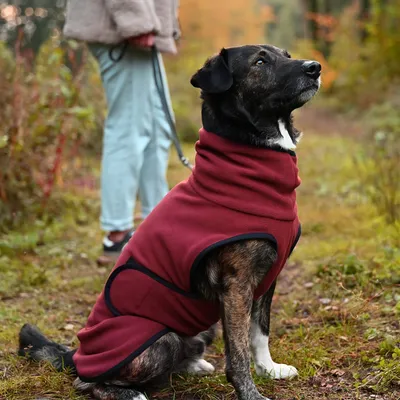THE DOG IDEA Hundepullover Bordeaux THE DOG IDEA Hundepullover Bordeaux