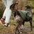 THE DOG IDEA Hundepullover Fleece Khaki THE DOG IDEA Hundepullover Fleece Khaki