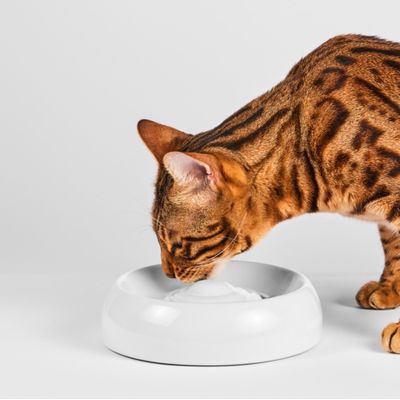 Lucky-Kitty Katzennapf Keramik Premium-Qualität