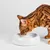 Lucky-Kitty Katzennapf Keramik Premium-Qualität Lucky-Kitty Katzennapf Keramik Premium-Qualität
