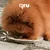 QRU - Repas BARF chien – Poulet Intro QRU - Repas BARF chien – Poulet Intro