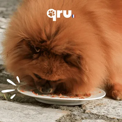 QRU - Repas BARF chien – Poulet Intro QRU - Repas BARF chien – Poulet Intro