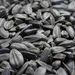 KLASEBO Graines de tournesol noires pour oiseaux sauvages