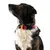 THE DOG IDEA BioThane® Halsband Bordeaux THE DOG IDEA BioThane® Halsband Bordeaux