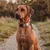 THE DOG IDEA BioThane® Halsband Taupe THE DOG IDEA BioThane® Halsband Taupe