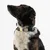 THE DOG IDEA BioThane® Halsband Taupe THE DOG IDEA BioThane® Halsband Taupe