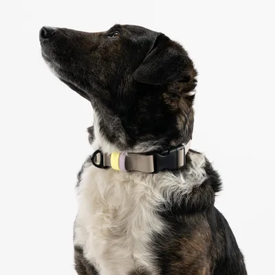 THE DOG IDEA BioThane® Halsband Taupe