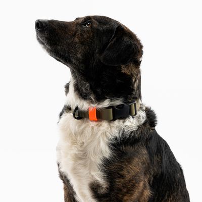 THE DOG IDEA BioThane® Halsband Khaki