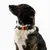 THE DOG IDEA BioThane® Halsband Khaki THE DOG IDEA BioThane® Halsband Khaki