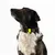 THE DOG IDEA BioThane® Halsband Khaki THE DOG IDEA BioThane® Halsband Khaki