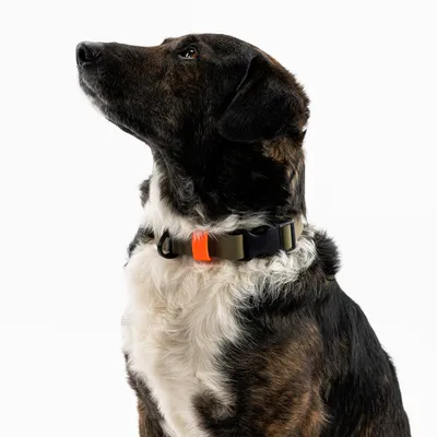 THE DOG IDEA BioThane® Halsband Khaki