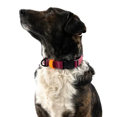 THE DOG IDEA BioThane® Halsband Bordeaux THE DOG IDEA BioThane® Halsband Bordeaux