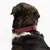 THE DOG IDEA BioThane® Halsband Bordeaux THE DOG IDEA BioThane® Halsband Bordeaux